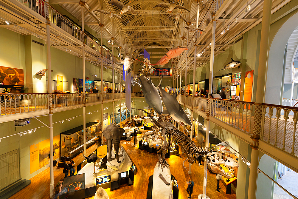 Animal World Gallery, National Museum of Scotland, Edinburgh, Scotland, United Kingdom, Europe