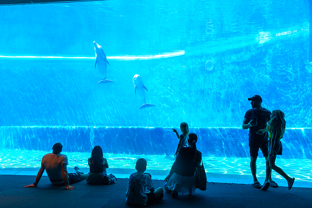 Aquarium of Genoa, Liguria, Italy, Europe