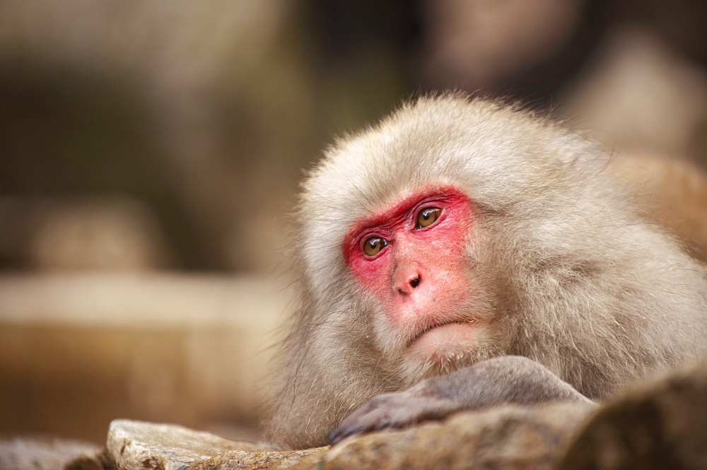 Japanese macaque, Jigokudani, Nagano, Japan, Asia