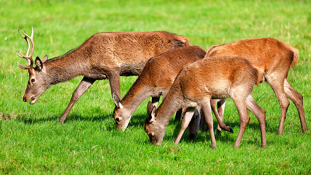 Red Deer, Killarney National Park, County Kerry, Munster, Republic of Ireland, Europe