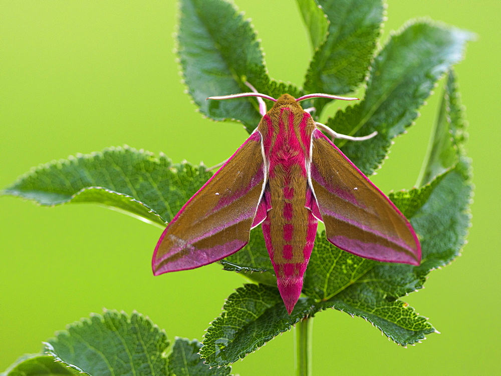 Elephant Hawkmoth, County Clare, Munster, Republic of Ireland, Europe