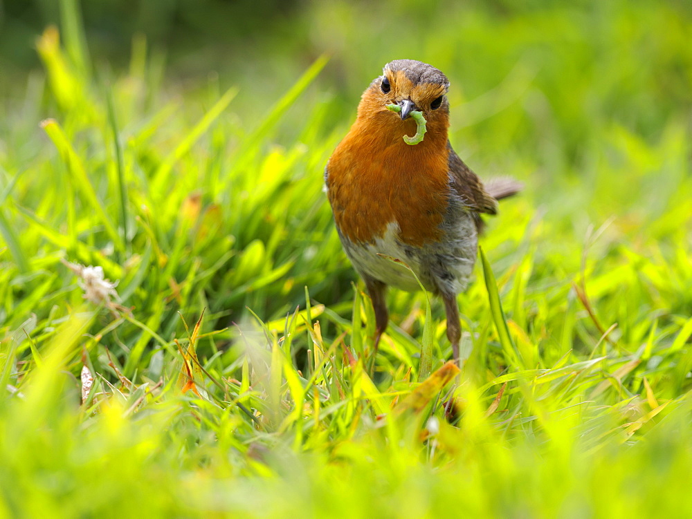 Robin, County Clare, Munster, Republic of Ireland, Europe