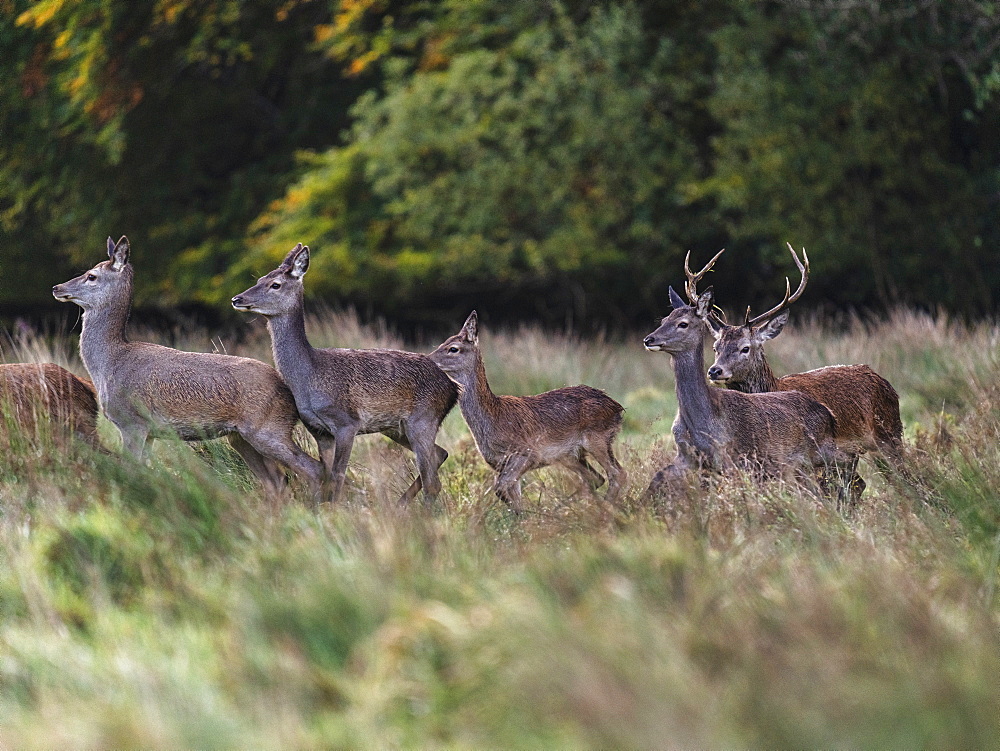 Red Deer, Killarney National Park, County Kerry, Munster, Republic of Ireland, Europe