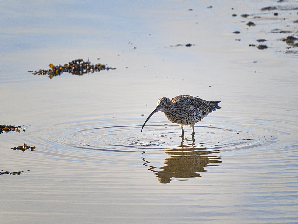 Curlew (Numenius arquata), County Clare, Munster, Republic of Ireland, Europe