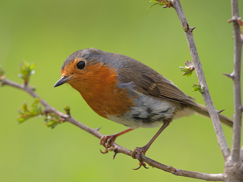 Robin, County Clare, Munster, Republic of Ireland, Europe