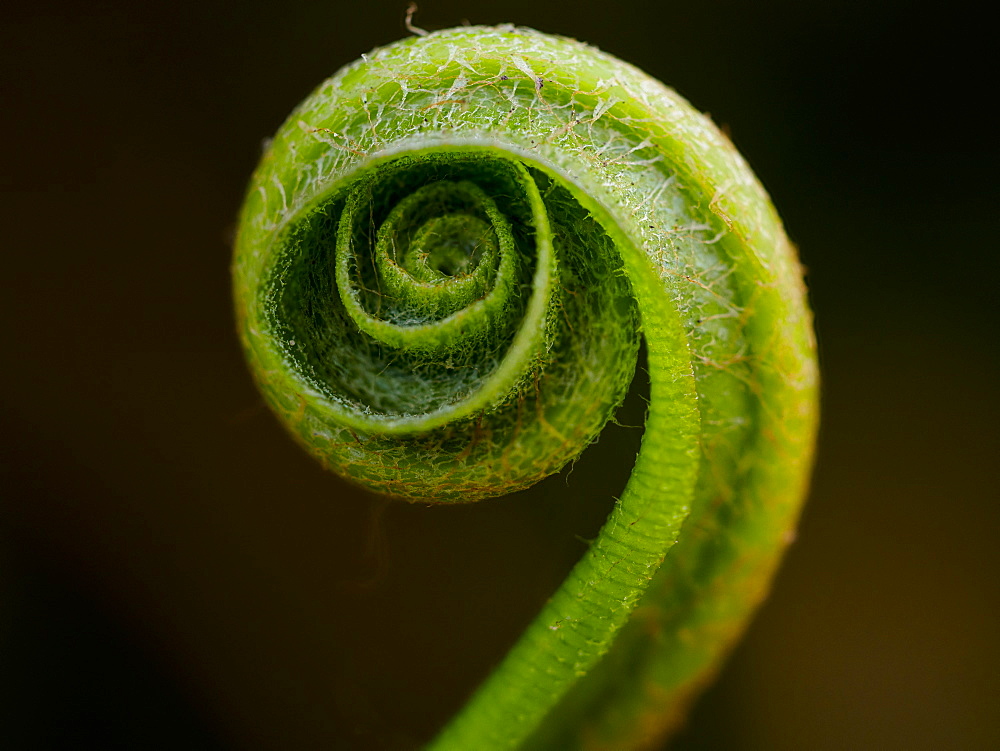 Hart's Tongue Fern (Phyllitis scolopendrium), County Clare, Munster, Republic of Ireland, Europe