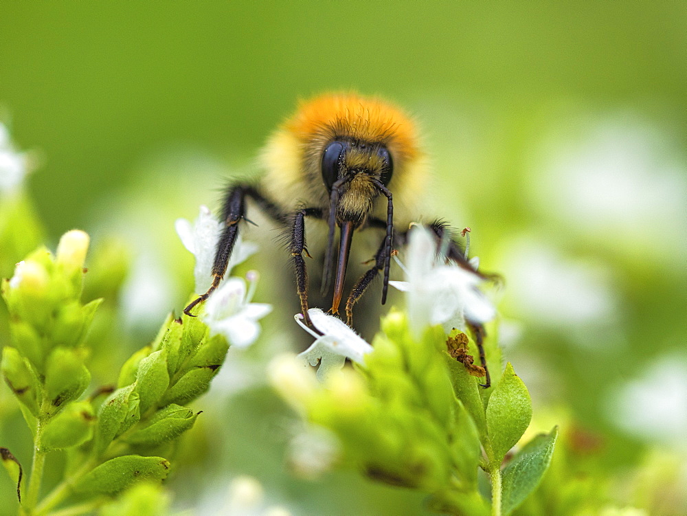 Common Carder Bee, County Clare, Munster, Republic of Ireland, Europe