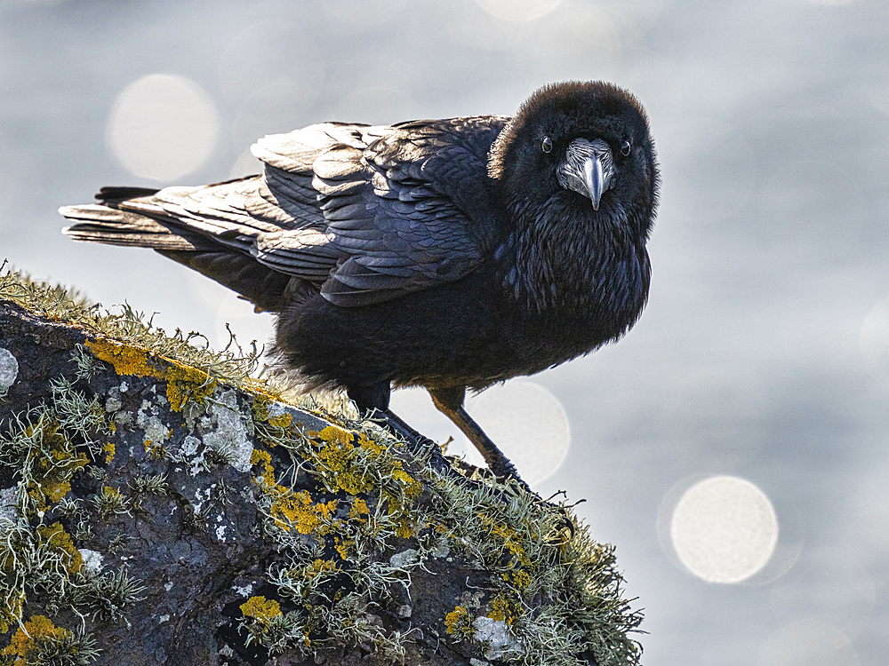 Raven, Loop Head, County Clare, Munster, Republic of Ireland, Europe