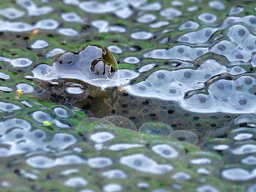 Common Frog, County Clare, Munster, Republic of Ireland, Europe