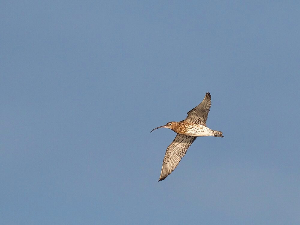 Curlew (Numenius arquata), County Clare, Munster, Republic of Ireland, Europe