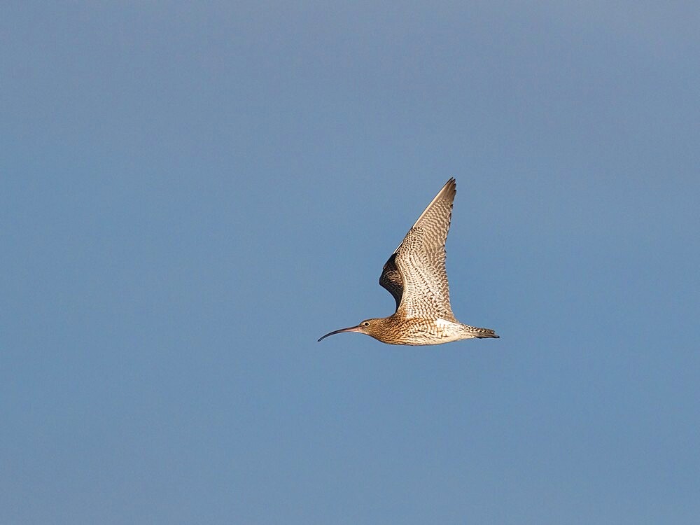 Curlew (Numenius arquata), County Clare, Munster, Republic of Ireland, Europe