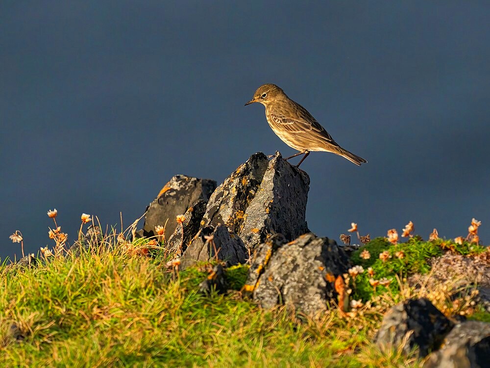 Rock Pipit, County Clare, Munster, Republic of Ireland, Europe