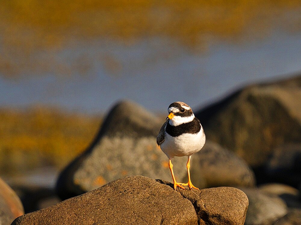 Ringed Plover, County Clare, Munster, Republic of Ireland, Europe