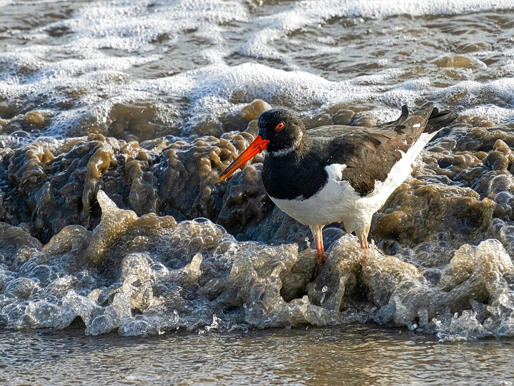 Oystercatcher, County Clare, Munster, Republic of Ireland, Europe