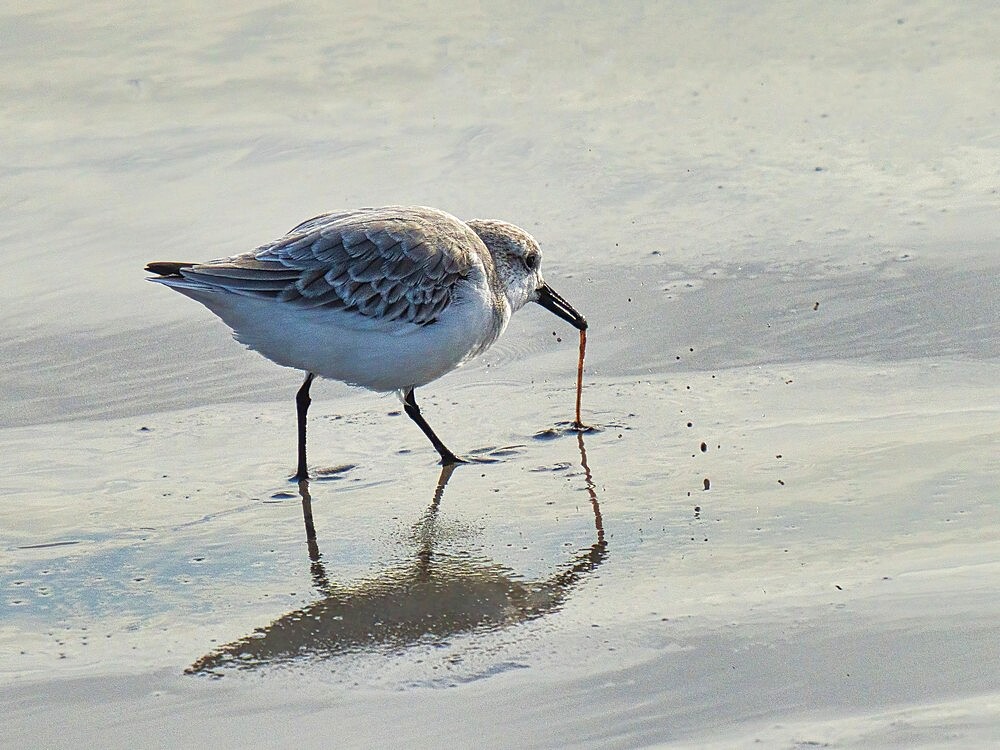 Sanderling (Calidris alba), County Clare, Munster, Republic of Ireland, Europe