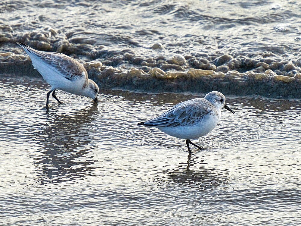 Sanderling (Calidris alba), County Clare, Munster, Republic of Ireland, Europe