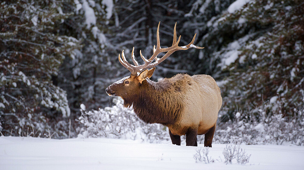 Large Bull Elk (Cervus canadensis) standing in deep snow during winter in Banff National Park, UNESCO World Heritage Site, Alberta, The Rockies, Canada, North America