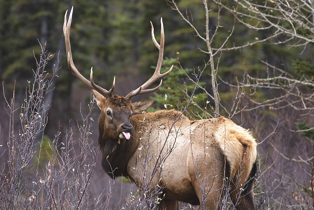 Bull Elk (Wapiti) (Cervus canadensis) in autumn willows with tongue out, Jasper National Park, UNESCO World Heritage Site, Alberta, Canada, North America