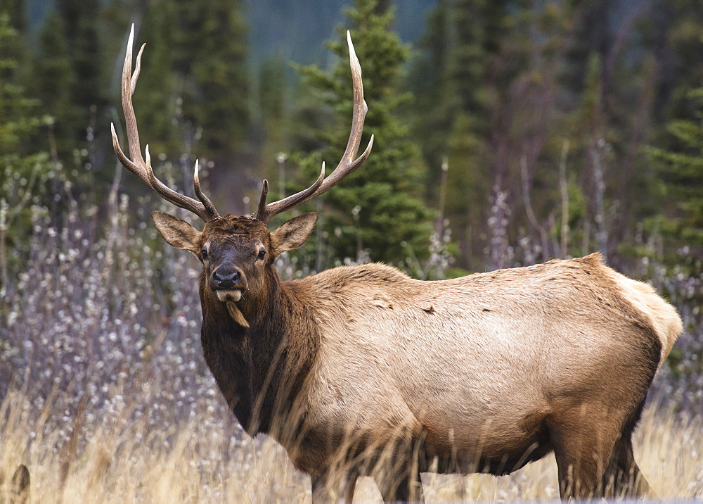 Bull Elk (Wapiti) (Cervus canadensis) in autumn willows, Jasper National Park, UNESCO World Heritage Site, Alberta, Canada, North America