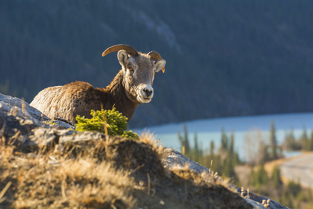 Rocky Mountain Bighorn Sheep ewe (Ovis canadensis), Jasper National Park, UNESCO World Heritage Site, Alberta, Canada, North America