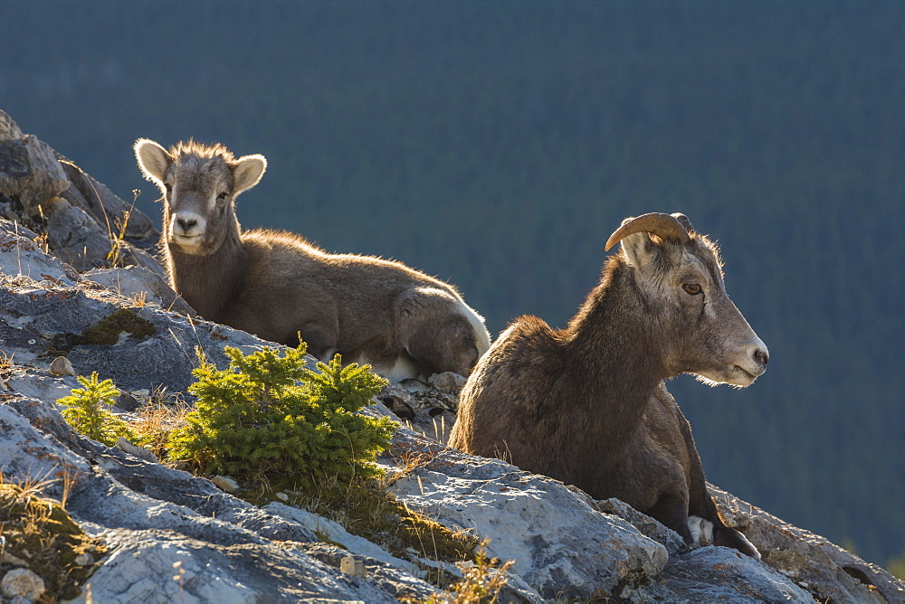 Rocky Mountain Bighorn Sheep ewe and lamb (Ovis canadensis), Jasper National Park, UNESCO World Heritage Site, Alberta, Canada, North America