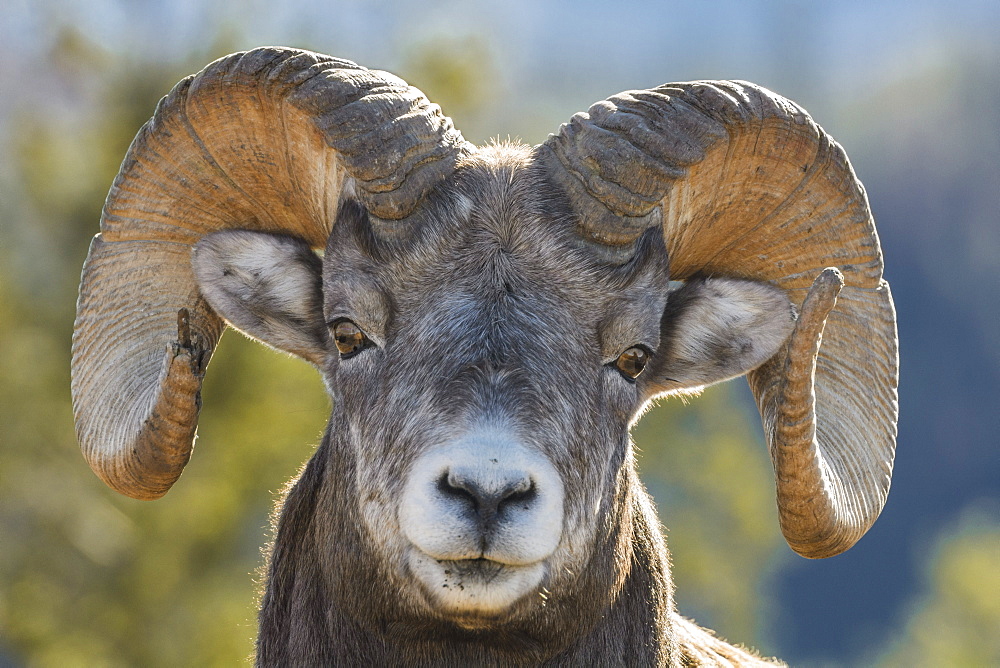 Rocky Mountain Bighorn Ram (Ovis canadensis) close up portrait, Jasper National Park, UNESCO World Heritage Site, Alberta, Canada, North America