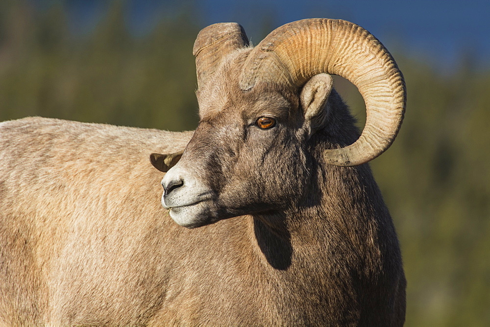 Rocky Mountain Bighorn Ram (Ovis canadensis) close up portrait, Jasper National Park, UNESCO World Heritage Site, Alberta, Canada, North America