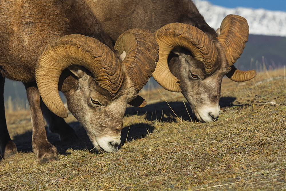 Rocky Mountain Bighorn Rams (Ovis canadensis) grazing, Jasper National Park, UNESCO World Heritage Site, Alberta, Canada, North America