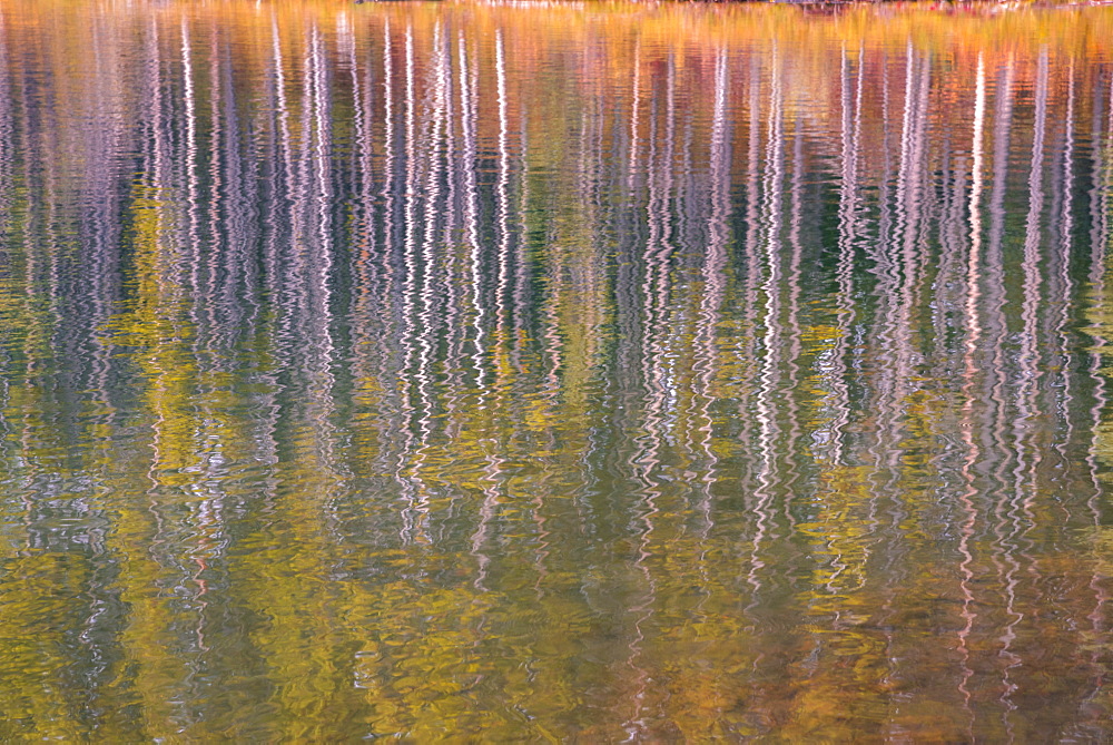 Autumn aspens reflected in a lake, Banff National Park, UNESCO World Heritage Site, Alberta, Rocky Mountains, Canada, North America