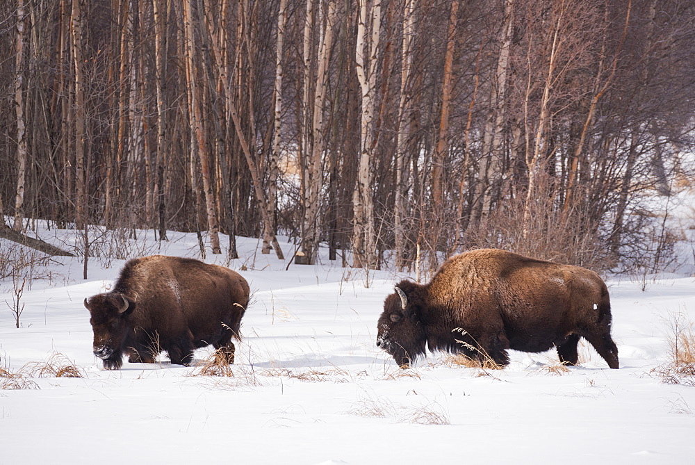 Plains bison in a winter landscape, Elk Island National Park, Alberta, Canada, North America