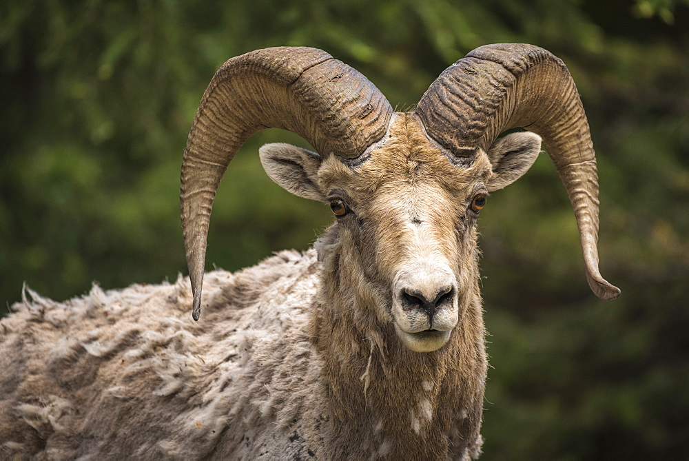 Bighorn sheep ram (Ovis canadensis), Banff National Park, Alberta, Canada, North America