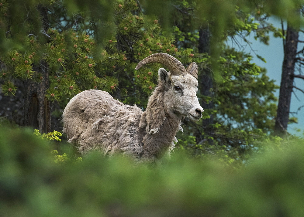 Bighorn sheep ram (Ovis canadensis), Banff National Park, Alberta, Canada, North America