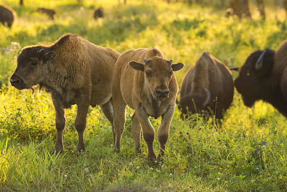 Bison calves (plains bison) in a prairie meadow at sunset, Elk Island National Park, Alberta, Canada, North America