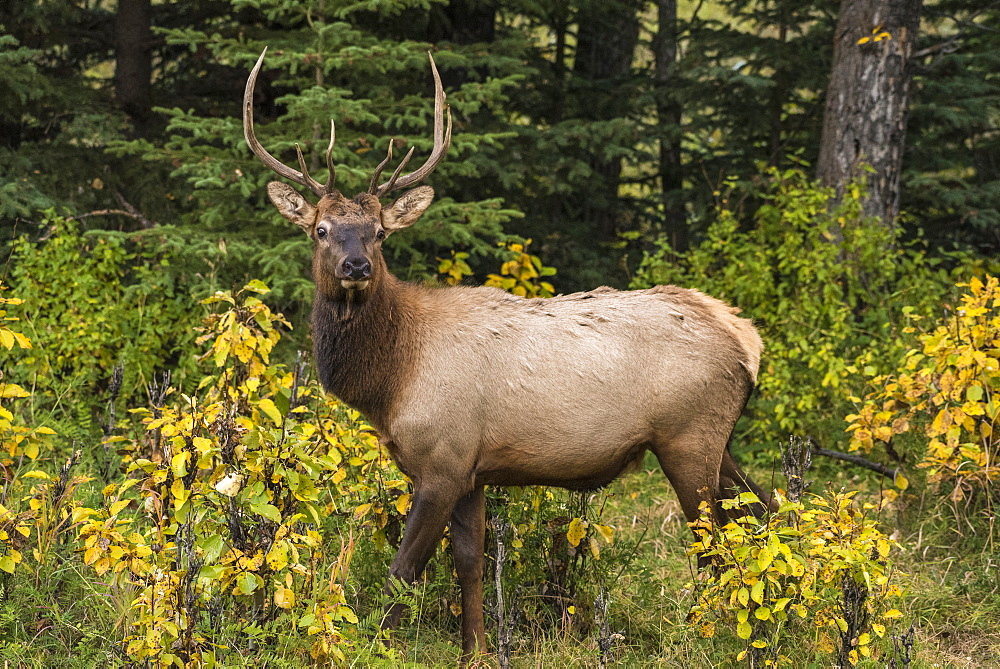 Bull Elk (Wapiti), Banff National Park, UNESCO World Heritage Site, Alberta, Canadian Rockies, Canada, North America