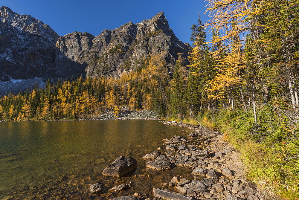 Arnica Lake in autumn with Larch trees and Mountains, Banff National Park, UNESCO World Heritage Site, Alberta, Canadian Rockies, Canada, North America