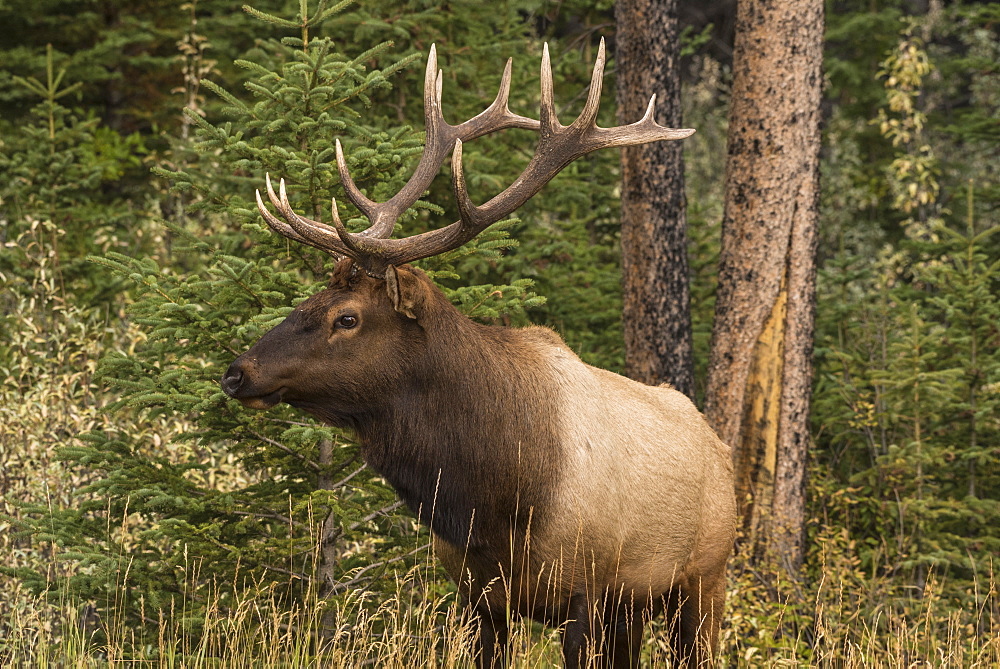 Bull Elk (Wapiti), Banff National Park, UNESCO World Heritage Site, Alberta, Canadian Rockies, Canada, North America