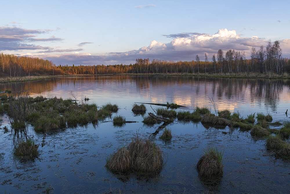 Sunset at a boreal lake in Elk Island National Park, Alberta, Canada, North America