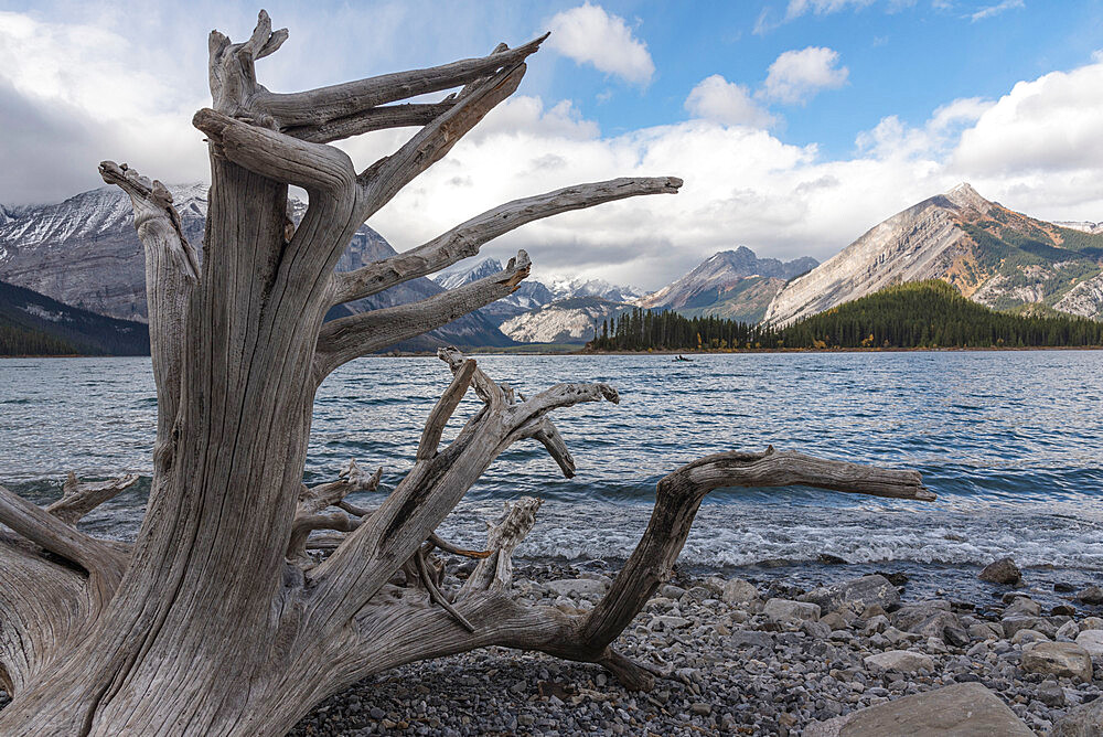 Driftwood on a rocky beach, Upper Kananaskis Lake, Alberta, Canada, North America