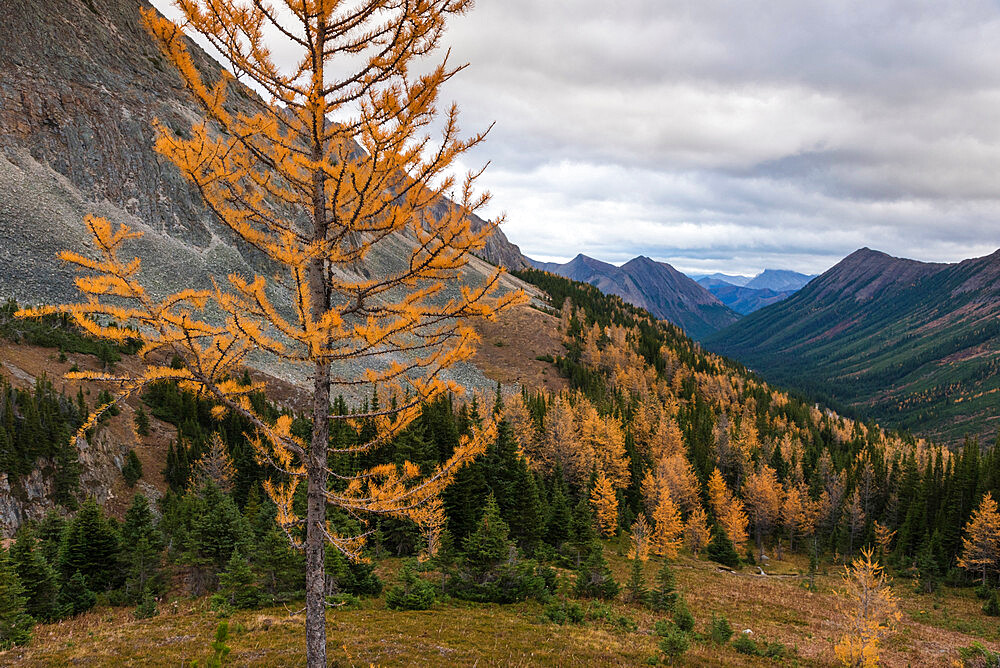 View of Canadian Rockies with autumn larch trees from Ptarmigan Cirque Trail near Peter Lougheed Provincial Park, Kananaskis, Alberta, Canada, North America