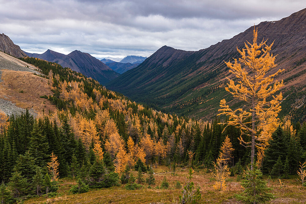 View of Canadian Rockies with autumn larch trees from Ptarmigan Cirque Trail near Peter Lougheed Provincial Park, Kananaskis, Alberta, Canada, North America