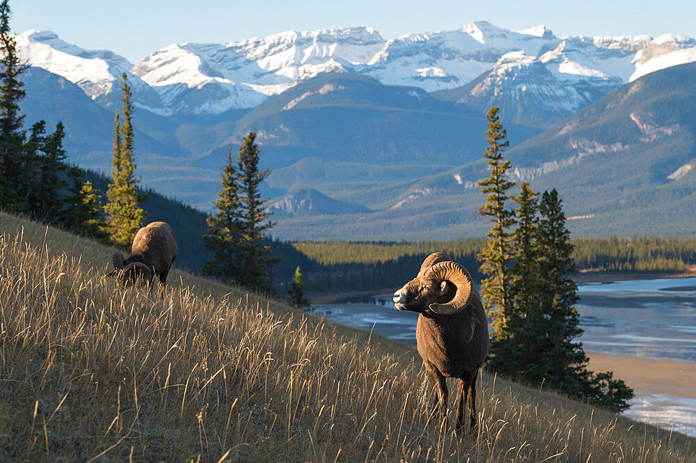 Rocky Mountain Bighorn Sheep Ram (Ovis canadensis), Jasper National Park, UNESCO World Heritage Site, Alberta, Canadian Rockies, Canada, North America