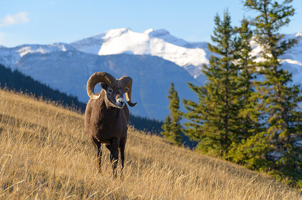 Rocky Mountain Bighorn Sheep Ram (Ovis canadensis), Jasper National Park, UNESCO World Heritage Site, Alberta, Canadian Rockies, Canada, North America