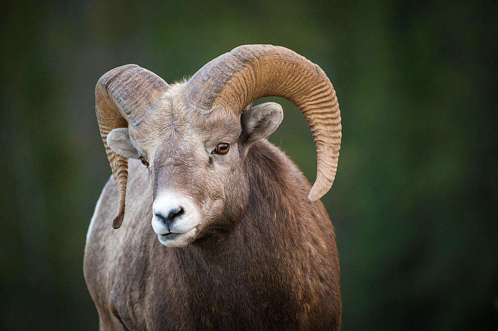 Rocky Mountain Bighorn Sheep Ram (Ovis canadensis), Jasper National Park, Alberta, Canadian Rockies, Canada, North America