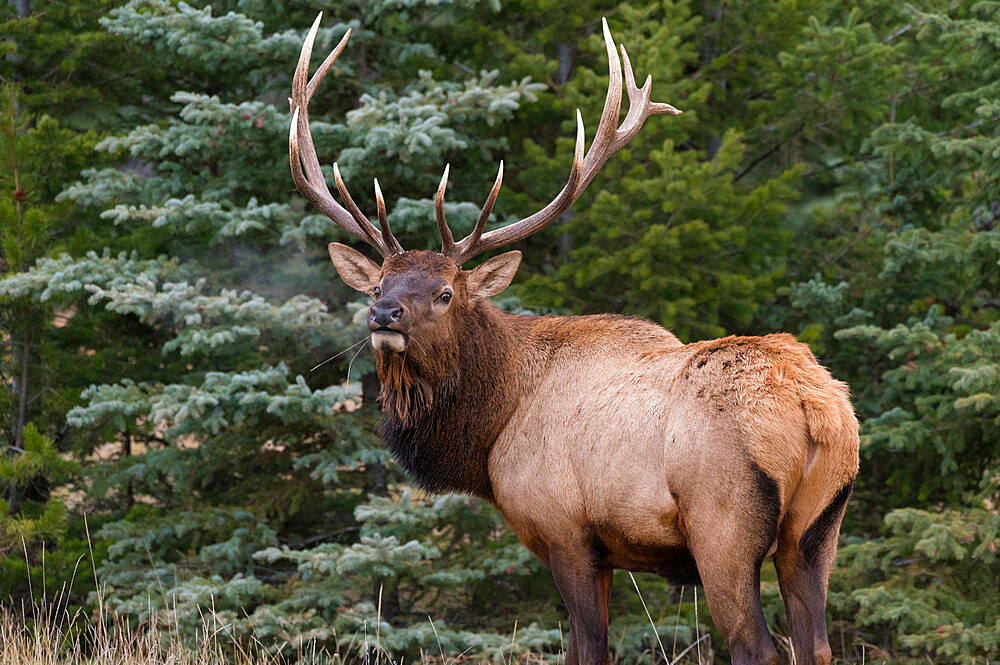 Wild Elk (Wapiti) (Cervus canadensis) bugling during the Autumn rut, Jasper National Park, UNESCO World Heritage Site, Alberta, Canadian Rockies, Canada, North America