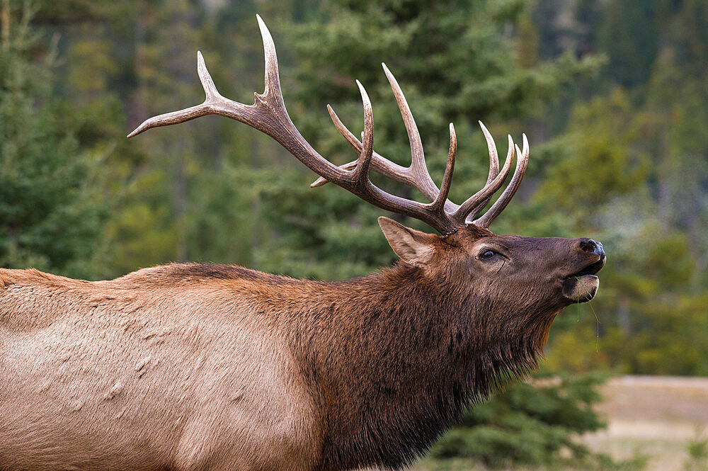 Wild Elk (Wapiti) (Cervus canadensis) bugling during the autumn rut, Jasper National Park, UNESCO World Heritage Site, Alberta, Canadian Rockies, Canada, North America