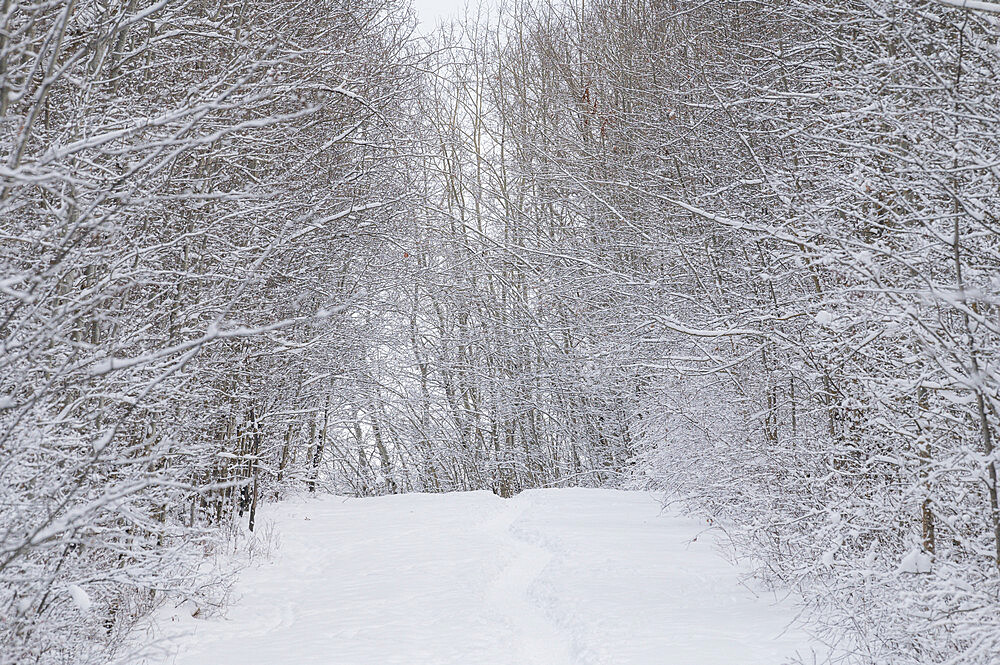 Snow and hoar frost in a winter forest, Boreal Forest, Elk Island National Park, Alberta, Canada, North America