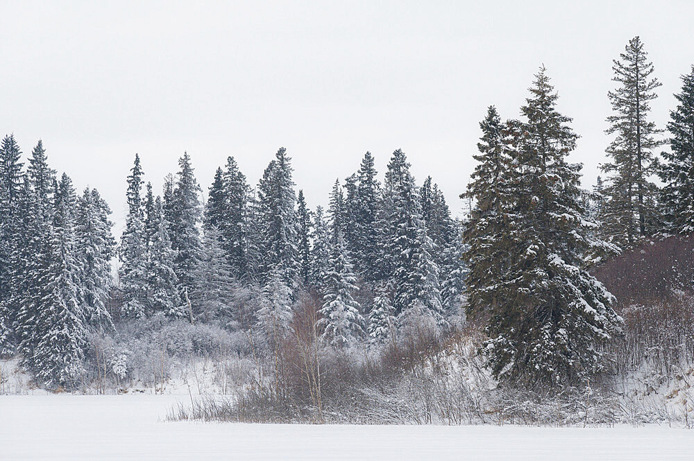 Snow and hoar frost in a winter forest, Boreal Forest, Elk Island National Park, Alberta, Canada, North America