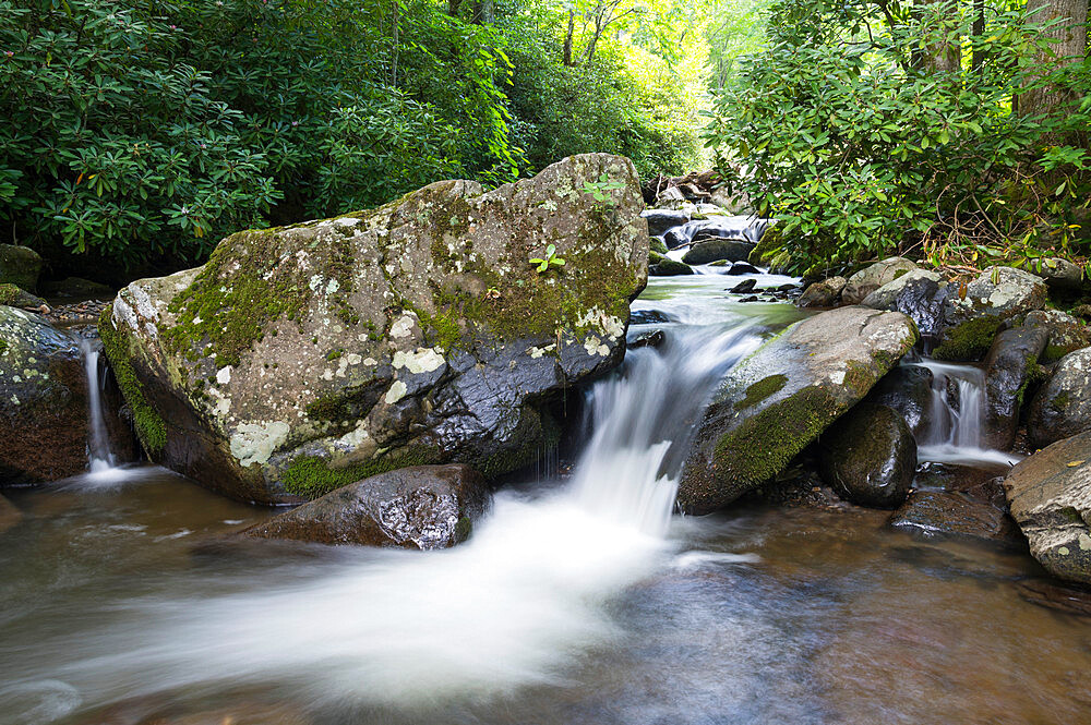 A calming mountain stream flows through dense summer forest, Blue Ridge Mountains, Appalachian Mountains, North Carolina, United States of America, North America