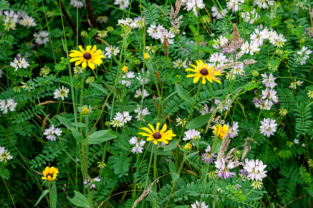 Wildflowers in a mountain meadow along the Appalachian Trail, Blue Ridge Mountains, North Carolina, United States of America, North America