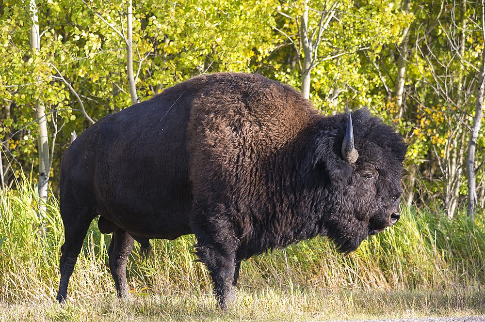 Wild plains bison grazing at the edge of the forest in autumn, Elk Island National Park, Alberta, Canada, North America